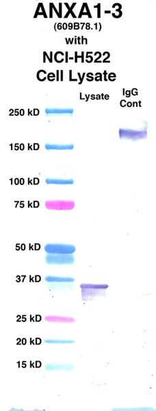 Western Blot using CPTC-ANXA1-3 as primary Ab against cell lysate from NCI-H522 cells (lane 2). Also included are molecular wt. standards (lane 1) and mouse IgG control (lane 3). Result: Positive. 